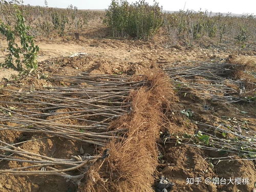 櫻桃樹種植全攻略 關注渠道、樹苗購買與種植技術咨詢指南