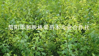 四川優質脆紅李子苗、大五星枇杷苗批發與種植技術全攻略——走進簡陽市和映林果苗木專業合作社