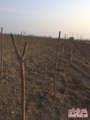 新蔡縣練村鎮(zhèn) 返鄉(xiāng)創(chuàng)業(yè)好兒男 植樹添綠忙發(fā)展——記苗木種植產(chǎn)業(yè)的崛起與技術(shù)咨詢的橋梁作用