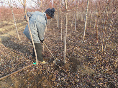 金楓綠化 美國紅楓價(jià)格走勢(shì)分析、苗木種植及技術(shù)咨詢一站式服務(wù)