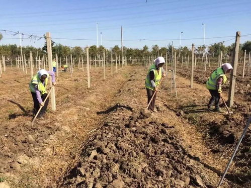 藍(lán)莓栽培管理技術(shù)全解析 從選苗到種植的專業(yè)指南