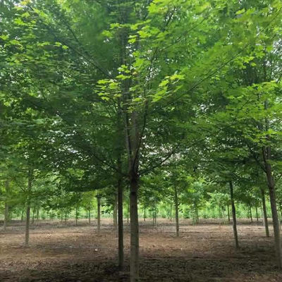 邳州紹剛苗木 十公分美國紅楓價(jià)格參考與種植養(yǎng)護(hù)指南