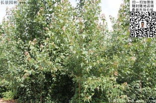 三角楓種子的選購、種植與技術(shù)指南——以江蘇沭陽長景園林為例