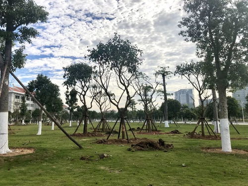 以奮斗之姿 育生態(tài)之美——翔安校區(qū)圓滿完成會(huì)展片區(qū)苗木移植工作紀(jì)實(shí)